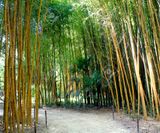 Bamboebos in Anduze, leuk met de kinderen